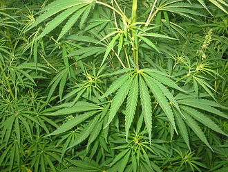 Cannabis 01 bgiu