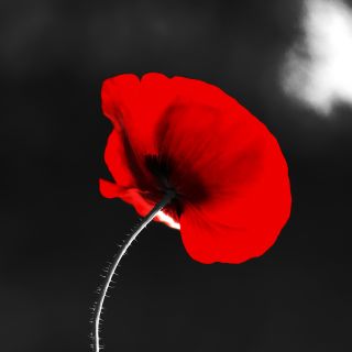 PapaveroRossoConcept resized